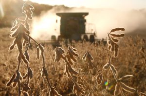 Dried soybean plants ready for harvest with a harvester in the background